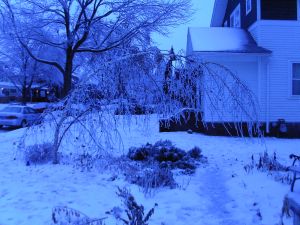 Our poor birch tree, 12-20-08